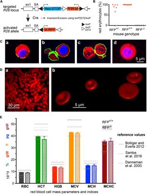 The Evolution of Erythrocytes Becoming Red in Respect to Fluorescence